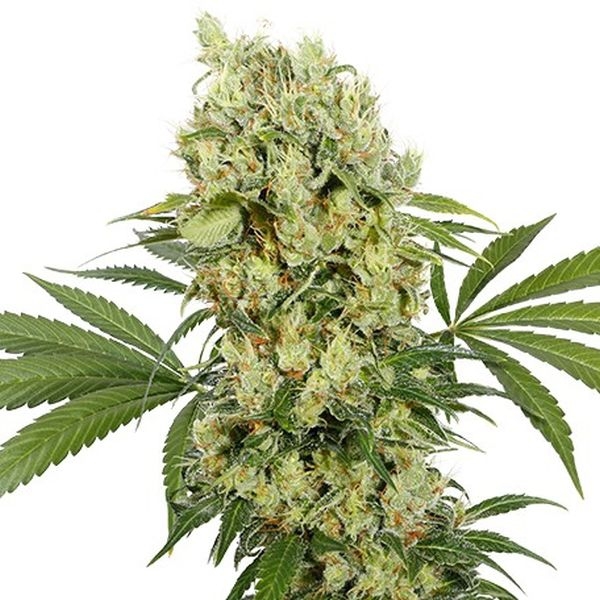 Medikit (Buddha Seeds) Feminisoidut