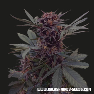 Babushka Black Auto (Kalashnikov Seeds) Feminisoidut
