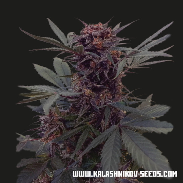 Babushka Black Auto (Kalashnikov Seeds) Feminisoidut