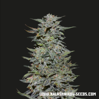 Boy Scout Cookies (Kalashnikov Seeds) Feminisoidut