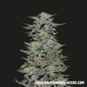 Boy Scout Cookies (Kalashnikov Seeds) Feminisoidut