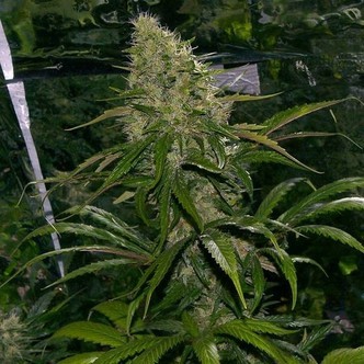 Critical Mass (Mr. Nice) tavallinen