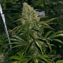 Critical Mass (Mr. Nice) tavallinen