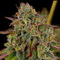 Bruce Banner 3 (Zamnesia Seeds) Feminisoidut