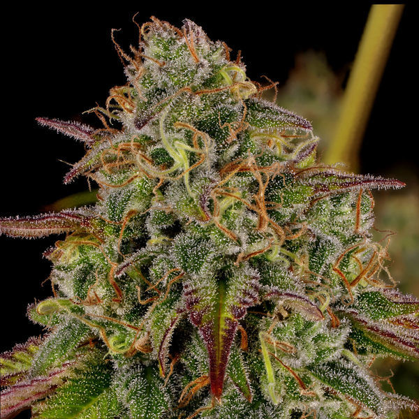 Bruce Banner 3 (Zamnesia Seeds) Feminisoidut