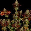 Bruce Banner 3 (Zamnesia Seeds) Feminisoidut
