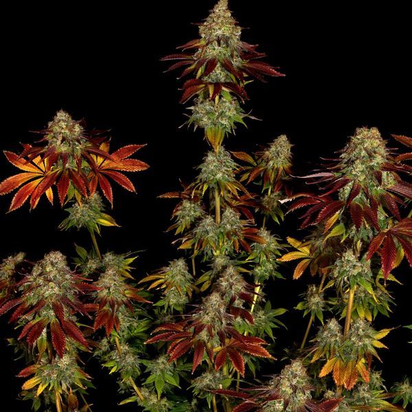 Bruce Banner 3 (Zamnesia Seeds) Feminisoidut