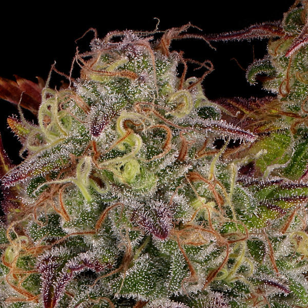 Bruce Banner 3 (Zamnesia Seeds) Feminisoidut