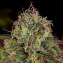Bruce Banner 3 (Zamnesia Seeds) Feminisoidut