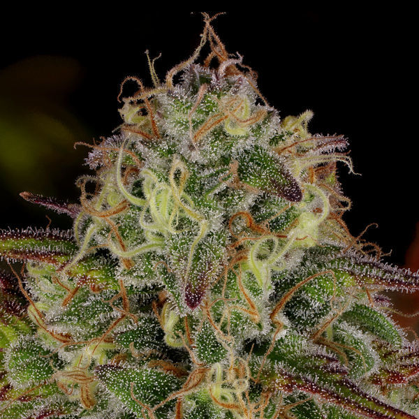 Bruce Banner 3 (Zamnesia Seeds) Feminisoidut