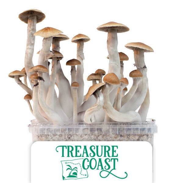 Zamnesia Classic Grow Kit ‘Treasure Coast’