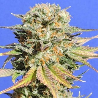 Bruce Banner 3 (Original Sensible) Feminisoidut