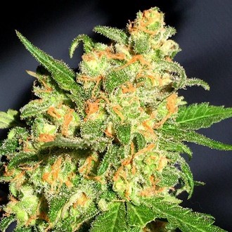 Bruce Banner (BSB Genetics) Feminisoidut