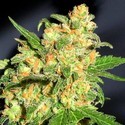 Bruce Banner (BSB Genetics) Feminisoidut