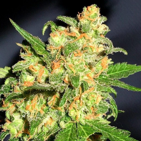 Bruce Banner (BSB Genetics) Feminisoidut