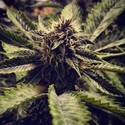 Cali Cherry Pie (BSB Genetics) Feminisoidut
