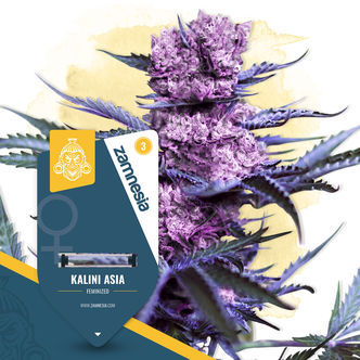 Kalini Asia (Zamnesia Seeds) Feminisoidut