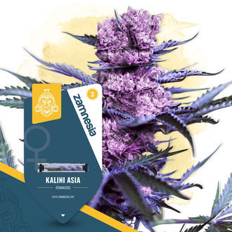 Kalini Asia (Zamnesia Seeds) Feminisoidut