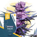 Kalini Asia (Zamnesia Seeds) Feminisoidut