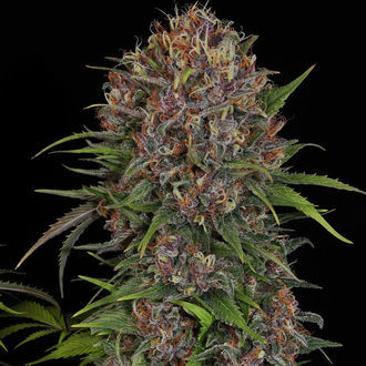 Kalini Asia (Zamnesia Seeds) Feminisoidut