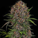 Kalini Asia (Zamnesia Seeds) Feminisoidut