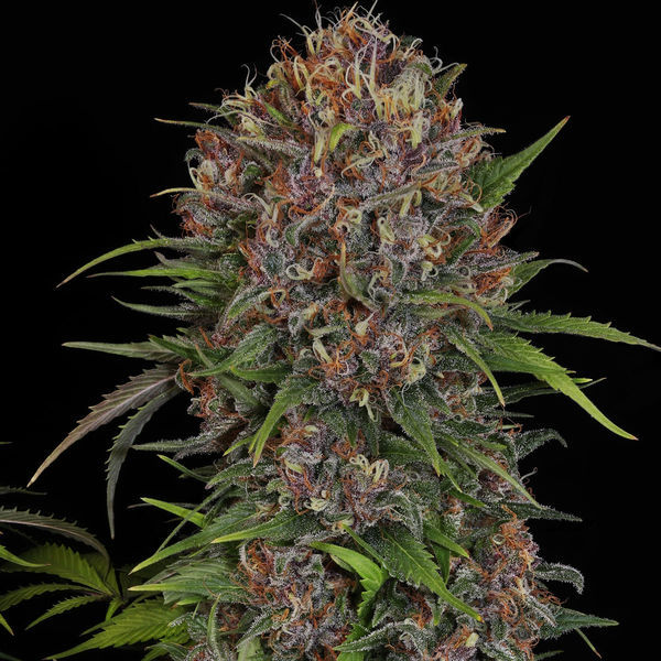 Kalini Asia (Zamnesia Seeds) Feminisoidut