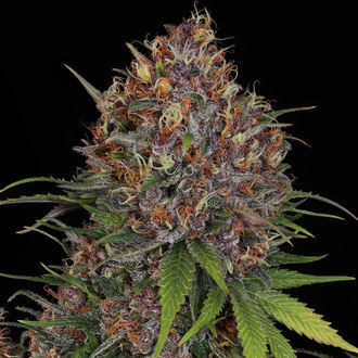 Kalini Asia (Zamnesia Seeds) Feminisoidut