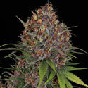 Kalini Asia (Zamnesia Seeds) Feminisoidut