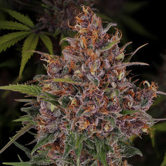 Kalini Asia (Zamnesia Seeds) Feminisoidut