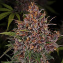 Kalini Asia (Zamnesia Seeds) Feminisoidut