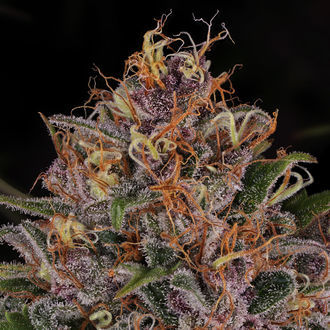 Kalini Asia (Zamnesia Seeds) Feminisoidut