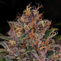 Kalini Asia (Zamnesia Seeds) Feminisoidut