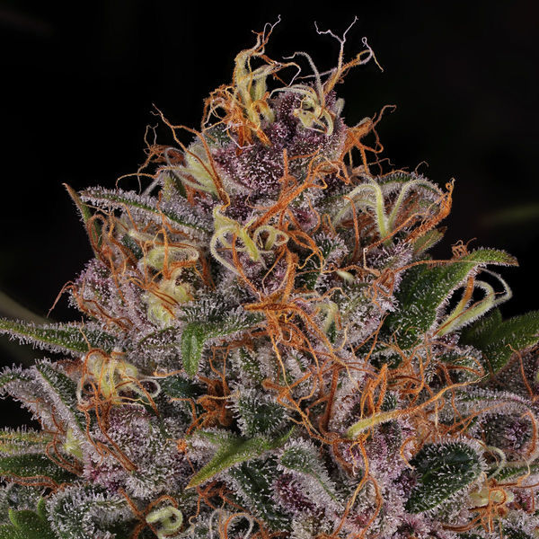 Kalini Asia (Zamnesia Seeds) Feminisoidut