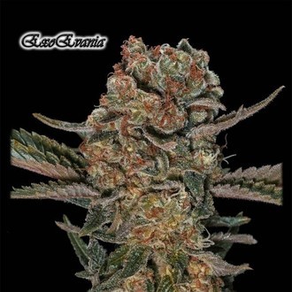 ExoEvania (GeneSeeds) Feminisoidut