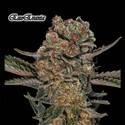 ExoEvania (GeneSeeds) Feminisoidut