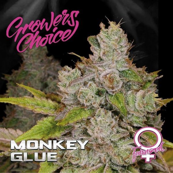 Monkey Glue (Growers Choice) Feminisoiidut