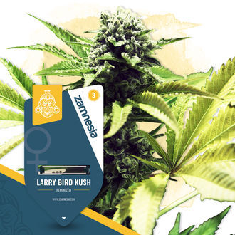 Larry Bird Kush (Zamnesia Seeds) -Feminisoidut siemenet