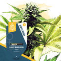 Larry Bird Kush (Zamnesia Seeds) -Feminisoidut siemenet