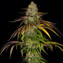 Larry Bird Kush (Zamnesia Seeds) -Feminisoidut siemenet