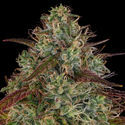 Larry Bird Kush (Zamnesia Seeds) -Feminisoidut siemenet