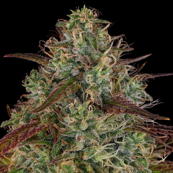 Larry Bird Kush (Zamnesia Seeds) -Feminisoidut siemenet