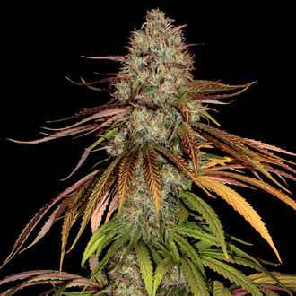 Larry Bird Kush (Zamnesia Seeds) -Feminisoidut siemenet