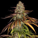 Larry Bird Kush (Zamnesia Seeds) -Feminisoidut siemenet