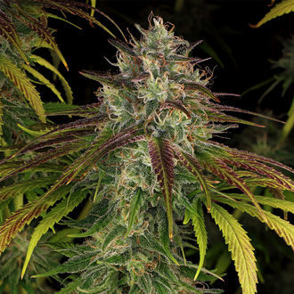 Larry Bird Kush (Zamnesia Seeds) -Feminisoidut siemenet