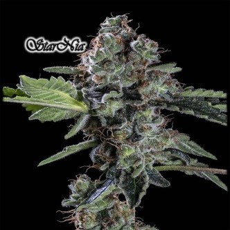 StarNia (GeneSeeds) feminisoidut