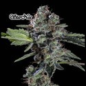StarNia (GeneSeeds) Feminisoidut