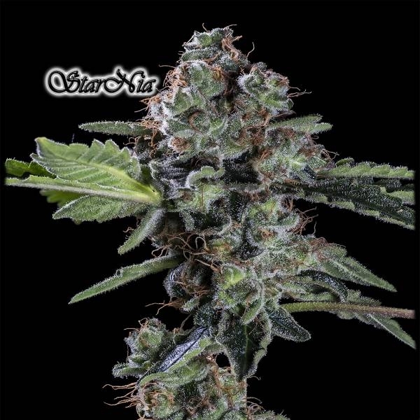 StarNia (GeneSeeds) Feminisoidut