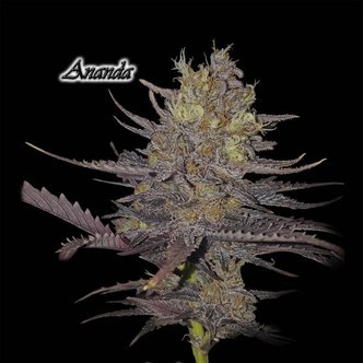 Ananda (GeneSeeds) feminisoidut kannabiksen siemenet