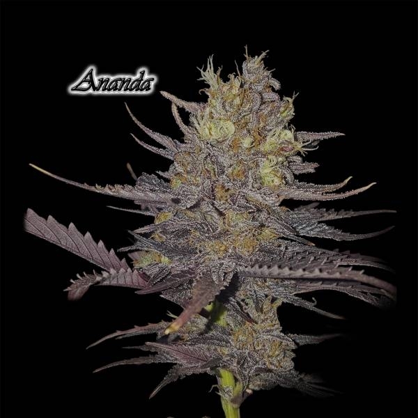 Ananda (GeneSeeds) Feminisoidut