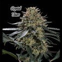 Crystal Tears (GeneSeeds) Feminisoidut
